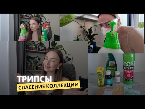 Видео: #18 ТРИПСЫ l ОБРАБОТКА и СПАСЕНИЕ коллекции