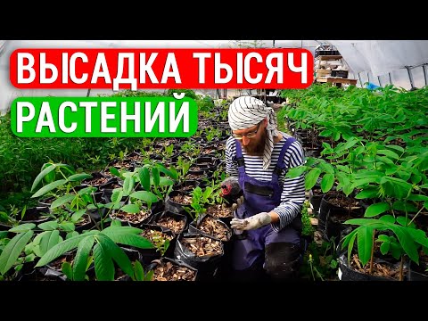 Видео: Малина 600 кустов, 200 лимонов и бананов. Высадили тысячи елей. Наши инжиры, северные орехи и сады!