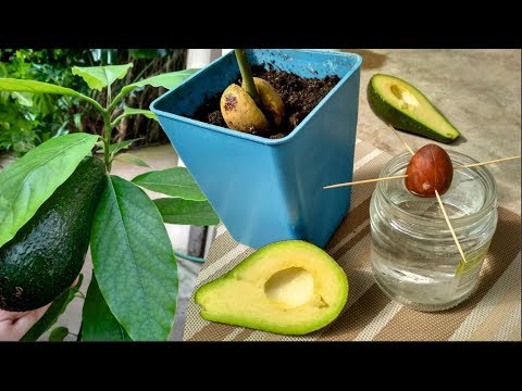 Видео: Как вырастить АВОКАДО 🌱 из косточки