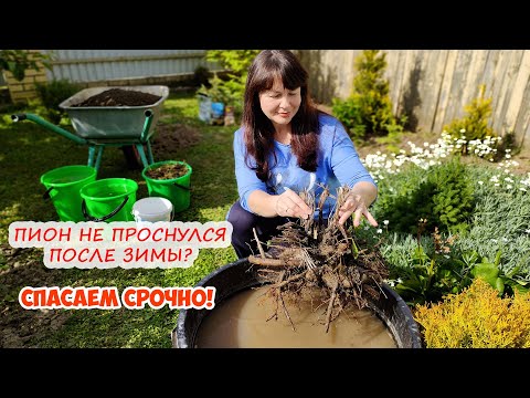 Видео: Как МУРАВЬИ ПИОН СЪЕЛИ ... или что делать, если ПИОН не ПРОСНУЛСЯ после зимы и не прорастает...