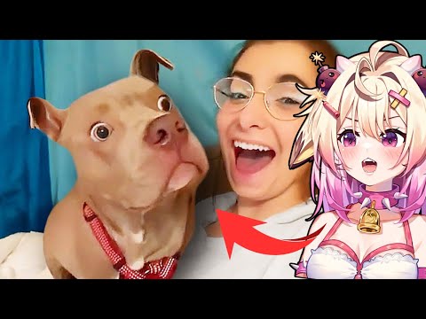 Видео: Лучшие видео с собаками десятилетия! rosiebellmoo реагирует на ежедневную дозу интернета