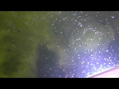 Видео: Живая дафния из сухой.  Реально или нет? ч. 2