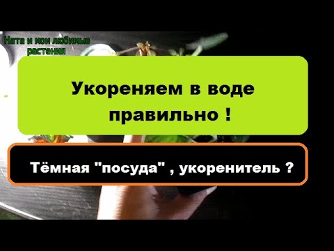 Видео: Укореняем в воде правильно - зачем нужна тёмная "посуда" , укоренитель и т.д