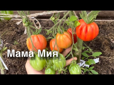 Видео: Обзор томатов в конце июля 2025.