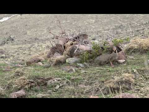 Видео: Keklik Avı (Bağlı) - الحجل طائر - куропатка - partridge