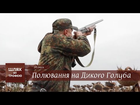 Видео: Полювання на Дикого Голуба [Вяхирь] | Шлях до Трофею №24