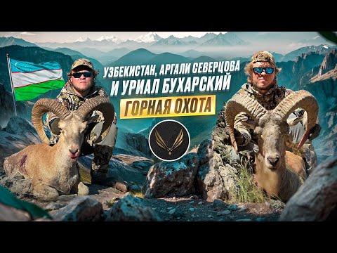 Видео: ГОРНАЯ ОХОТА В УЗБЕКИСТАНЕ | АРГАЛИ СЕВЕРЦЕВА | БУХАРСКИЙ УРИАЛ