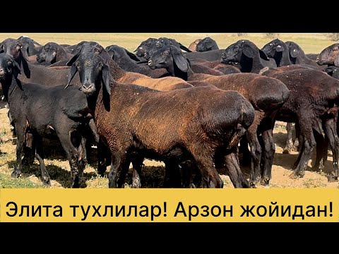 Видео: Арзон булди! Элита тухлилар! 994502997☎️ 972222584☎️