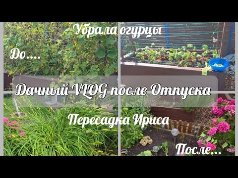 Видео: 🇩🇪VLOG// Дачный Vlog🌟Убрала огурцы🥒🥒 Пересадила Ирис🪻🪻🌟