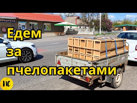 Видео: Покупка пчелопакетов. Отбор и пересадка на пасеке у друга  пчеловода. Ідемо купувати бджолопакети.