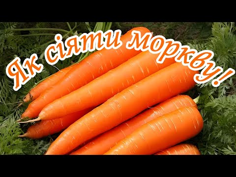 Видео: Як сіяти моркву!
