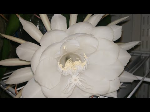 Видео: "Королева ночи". Цветение эпифиллума остролепестного Epiphyllum oxypetalum