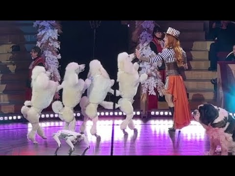 Видео: Цирк. Мучают ли дрессировщики зверей?