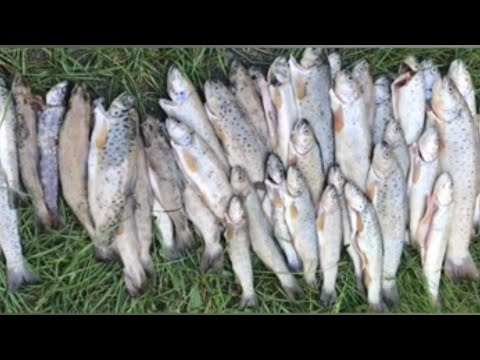 Видео: РЫБАЛКА В ТАДЖИКИСТАНЕ ФОРЕЛЬ (РАМИТ ИЗОБИЛИЯ ДИКОЙ ФОРЕЛИ) (@Отдых От Суеты ТАДЖИКИСТАН )