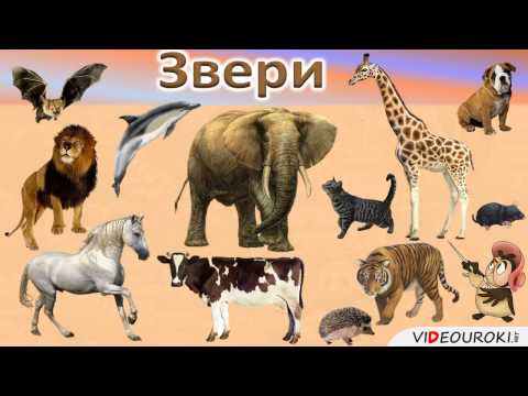 Видео: Урок окружающего мира на тему "Какие бывают животные."