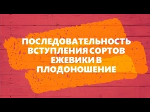 Видео: Последовательность вступления сортов ежевики в плодоношение