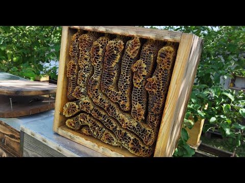Видео: Улей Вереск. Отбор мёда.