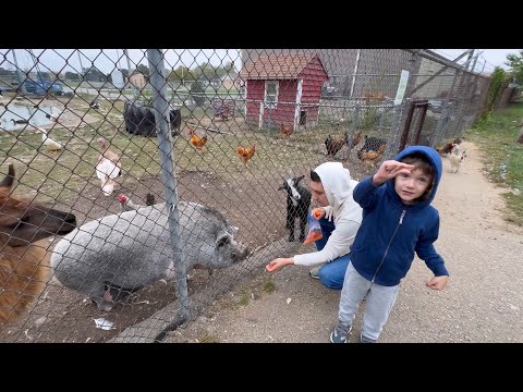 Видео: КОНТАКТНИЙ ЗООПАРК В США🐖🦙🦆 НАШЕ ЖИТТЯ В АМЕРИЦІ