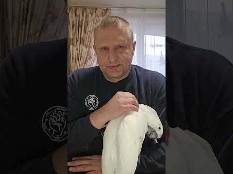 Видео: КОРМЛЕНИЕ БОЛЬШОГО ПОПУГАЯ 2 часть. ДОЗИРОВКА ЗЕРНОВОЙ СМЕСИ