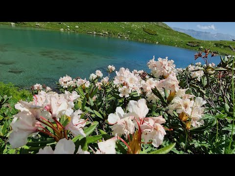 Видео: #АРХЫЗ 🏔Крутой маршрут - 2 озера за один день‼️Лунное и Семицветное🩵❤️🧡