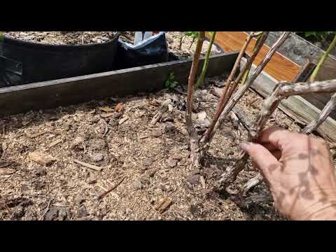 Видео: Ещё сорта голубики в моей коллекции и сеянцы.