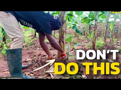 Видео: Лучшие методы выращивания бананов | УВЕЛИЧЬТЕ УРОЖАЙНОСТЬ БАНАНОВ 5 ПРОСТЫМИ СПОСОБАМИ.