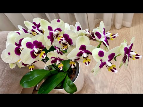 Видео: ЦВЕТУТ мои ОРХИДЕИ!!! Обзор 10... орхидея фаленопсис