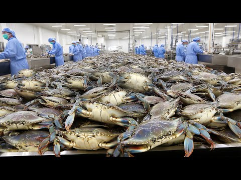 Видео: Массовое производство самого вкусного в Корее соевого соуса с крабом, экспортируемого в Японию