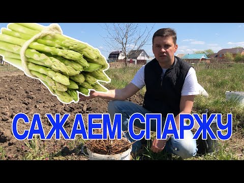 Видео: Сажаем спаржу. Как я это делаю.