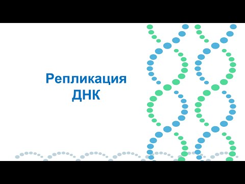 Видео: Репликация у эукариот и прокариот. Центральная догма молекулярной биологии. Часть 2