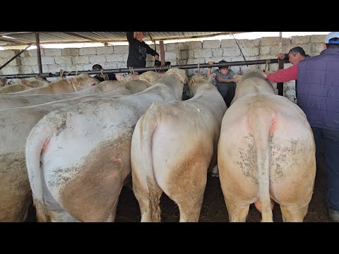 Видео: 20 апреля 2025 г.МОЛБОЗОРИ ХУДЖАНД ХУЧАНД  Mol bozori