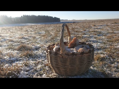 Видео: ГРИБЫ КОРЗИНАМИ В ДЕКАБРЕ !  СИНЕНОЖКА ! Как я похудел за две недели ? Грибы 2020 !