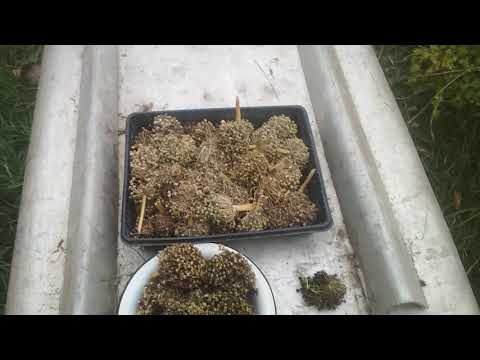 Видео: Собираем семенники овощных культур.
