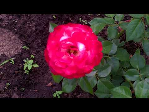 Видео: Мой розарий 2018. Розы  в цвету
