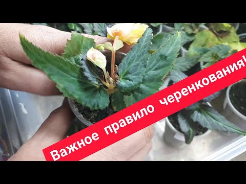 Видео: ГЛАВНАЯ причина успешного укоренения!!!