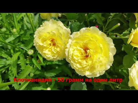 Видео: Трипсы на розах. Препараты от трипсов.