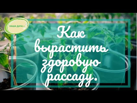 Видео: Выращивание здоровой рассады.   Опыт Марценюк Надежды