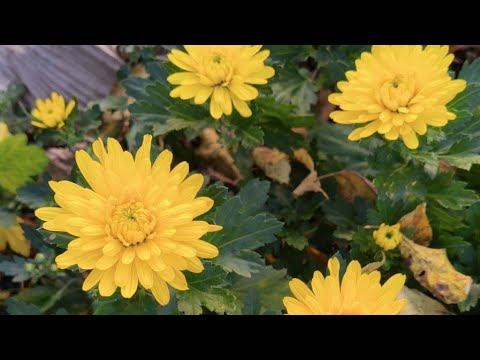 Видео: Пакуємо корейські хризантеми для замовників.