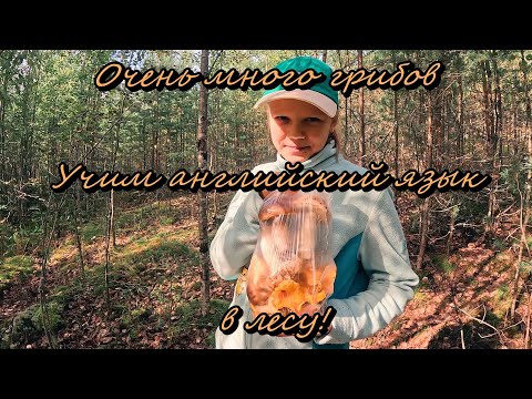Видео: Собрали много белых и выучили английский! #английский #популярное #путешествия #природа 