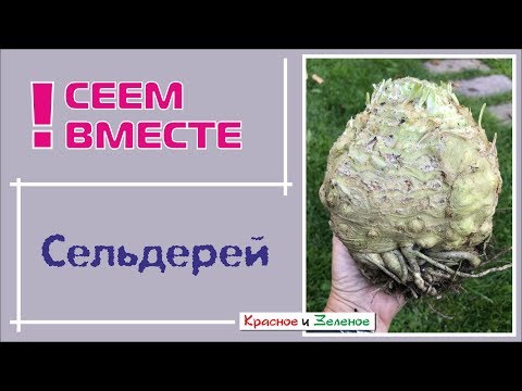 Видео: Посев сельдерея на рассаду. Секрет успеха.