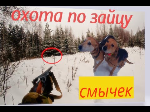 Видео: ОХОТА НА ЗАЙЦА С РУССКИМИ ГОНЧИМИ,СМЫЧЕК