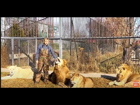 Видео: Что «говорит» львица со стервозным характером « ПО ЛЬВОВСКИ “?
