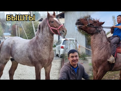 Видео: БЫШТЫ  ЧЫКТЫ  Үсөн Балбандан  Мингиси Даяр дейт