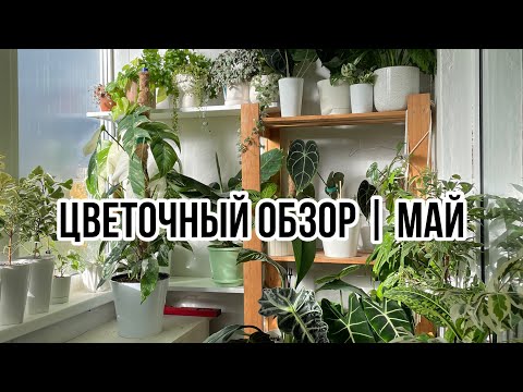 Видео: ОБЗОР моей цветочной коллекции | МАЙ | Обзор растений