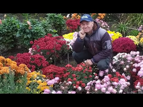 Видео: Осінні хризантеми .У Валери карантин на огороді