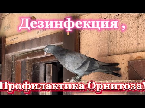 Видео: Дезинфекция дымовой шашкой, профилактика от Орнитоза !