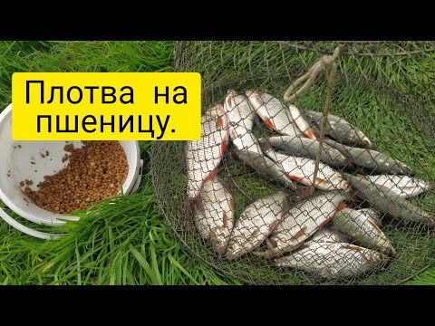 Видео: Ловля плотвы на пшеницу. Рыбалка на реке.