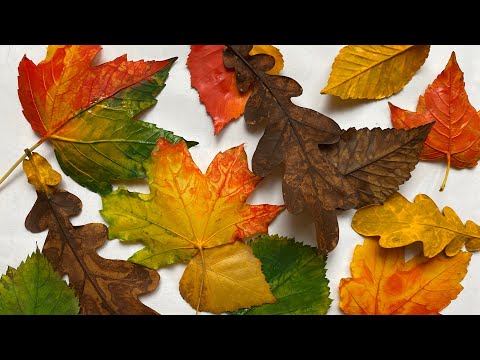 Видео: Креативне малювання „Закружляли осінні листочки”