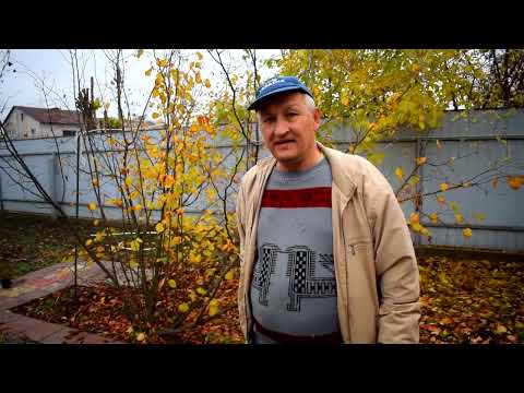 Видео: Що зі ставком?Перевіряємо вагітність