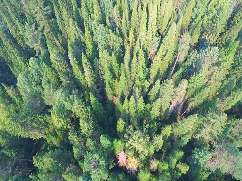 Видео: Тайга кормилица - д. Анциферово на Енисее, Сибирь